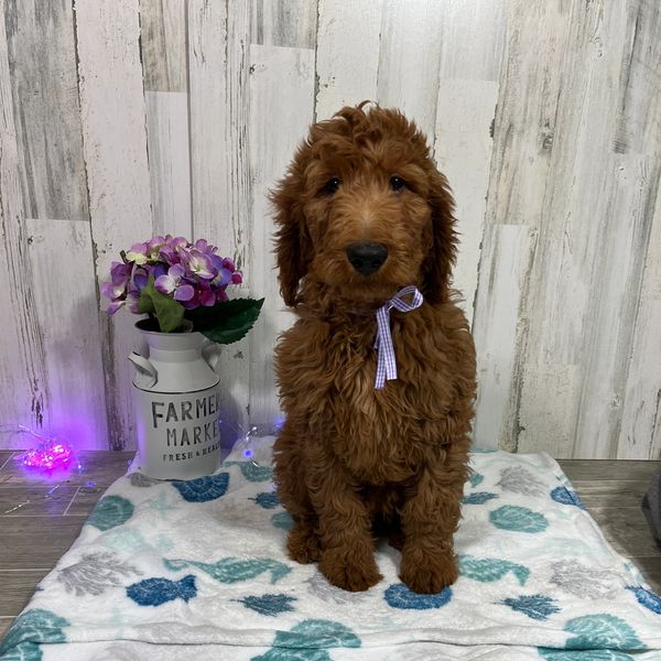 Chesterville Barns Puppies Puppies for Sale, Rottweiler Puppies